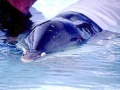 Gervais' Beaked Whale