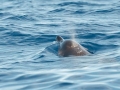 Gervais' Beaked Whale