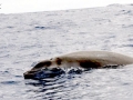 Gervais' Beaked Whale