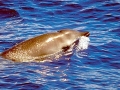 Gervais' Beaked Whale