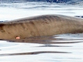 Gervais' Beaked Whale