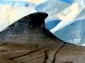 Gervais' Beaked Whale