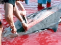 Gervais' Beaked Whale