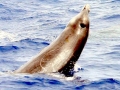 Gervais' Beaked Whale