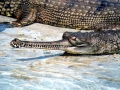 Gharial