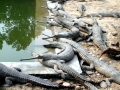 Gharial