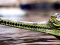 Gharial