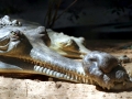Gharial