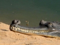 Gharial