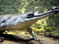Gharial