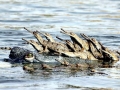 Gharial