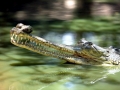 Gharial