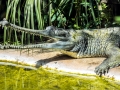 Gharial