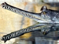 Gharial