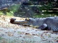 Gharial