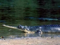 Gharial