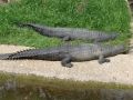 Gharial