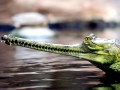 Gharial