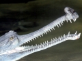 Gharial