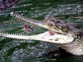 Gharial