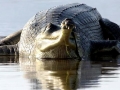 Gharial