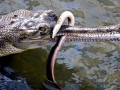 Gharial