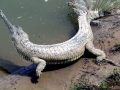 Gharial