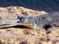 Gharial