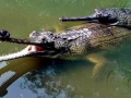 Gharial