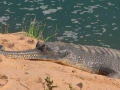 Gharial