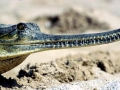 Gharial