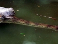 Gharial