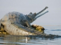 Gharial