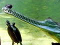 Gharial
