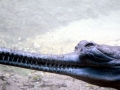 Gharial