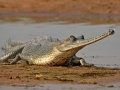 Gharial