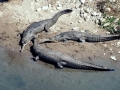 Gharial