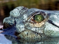 Gharial