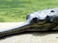 Gharial