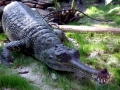 Gharial