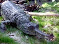 Gharial