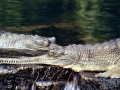 Gharial