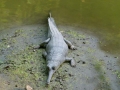 Gharial