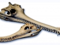 Gharial