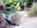 Gharial