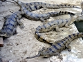 Gharial
