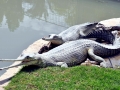 Gharial