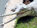 Gharial