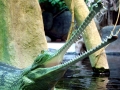 Gharial