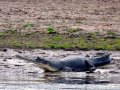Gharial